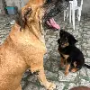Usuário GabrielCamposs
