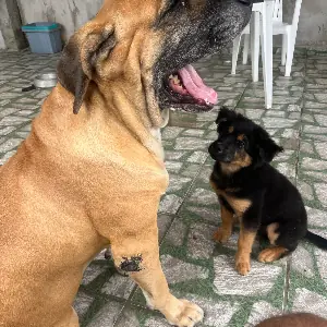 Usuário GabrielCamposs
