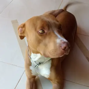 Usuário Skatemonstro